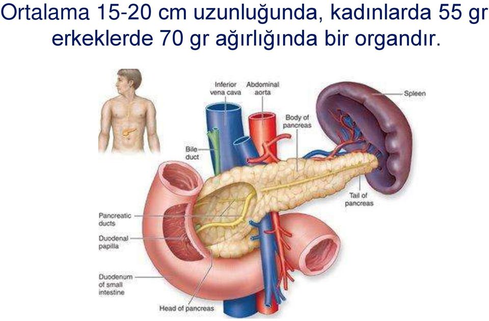 kadınlarda 55 gr