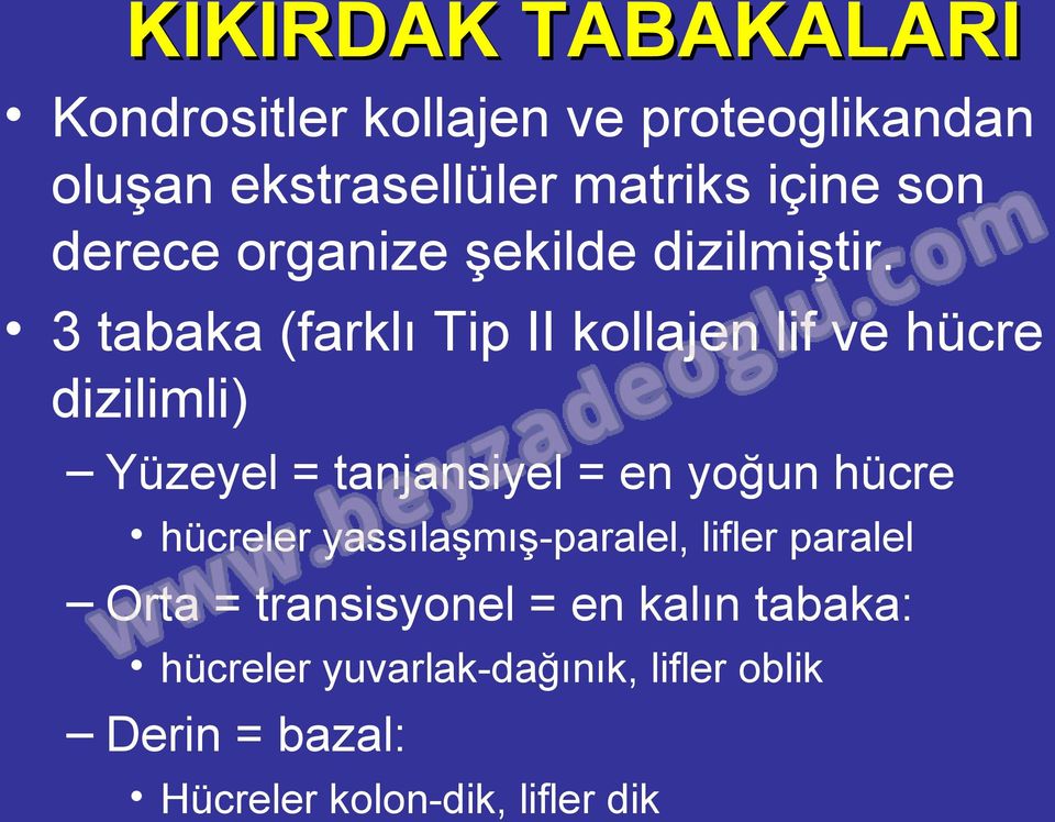 3 tabaka (farklı Tip II kollajen lif ve hücre dizilimli) Yüzeyel = tanjansiyel = en yoğun hücre