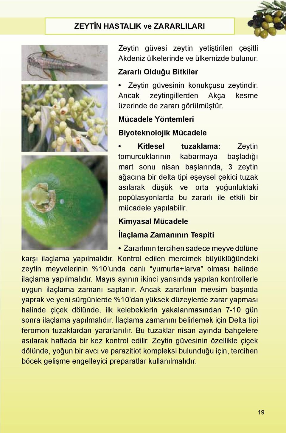 Mücadele Yöntemleri Biyoteknolojik Mücadele Kitlesel tuzaklama: Zeytin tomurcuklarının kabarmaya başladığı mart sonu nisan başlarında, 3 zeytin ağacına bir delta tipi eşeysel çekici tuzak asılarak