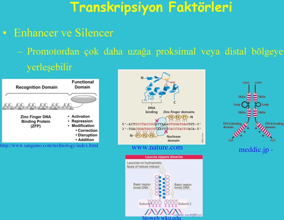 bölgeye yerleşebilir http://www.sangamo.