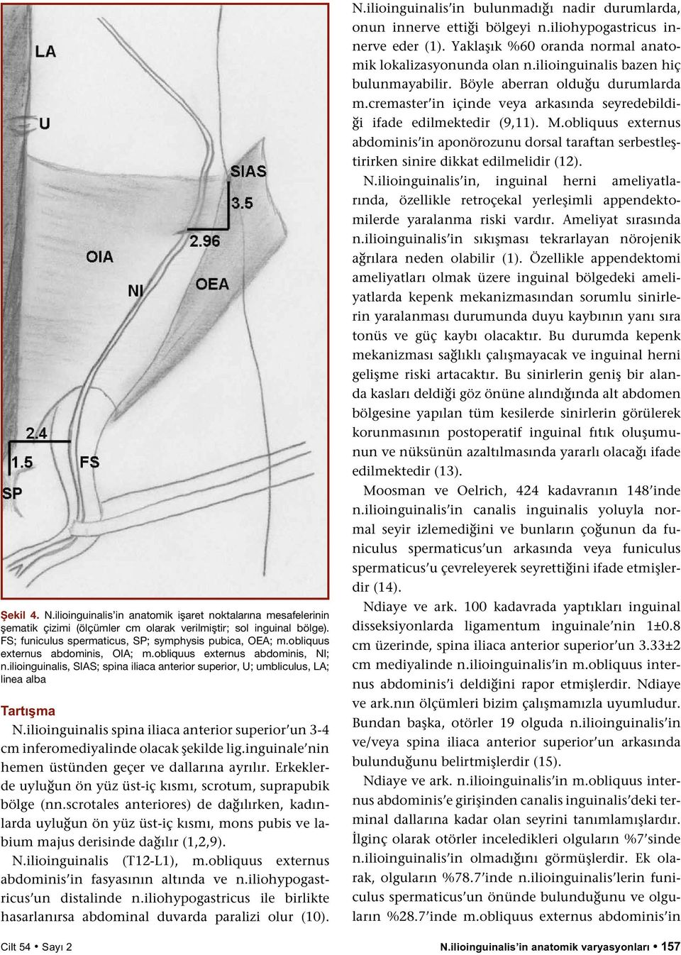 ilioinguinalis spina iliaca anterior superior un 3-4 cm inferomediyalinde olacak şekilde lig.inguinale nin hemen üstünden geçer ve dallarına ayrılır.