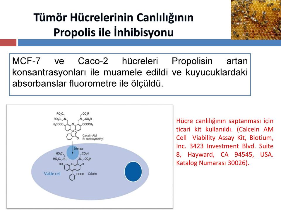 Hücre canlılığının saptanması için ticari kit kullanıldı.