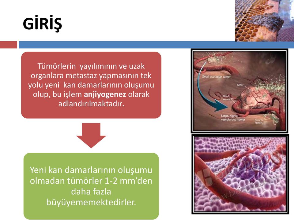 işlem anjiyogenez olarak adlandırılmaktadır.