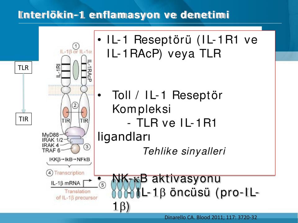 TLR ve IL-1R1 ligandları Tehlike sinyalleri NK-κB aktivasyonu