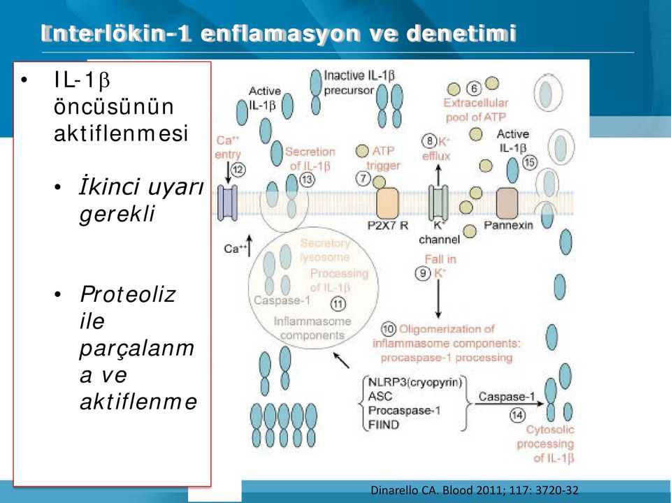 gerekli Proteoliz ile parçalanm a ve