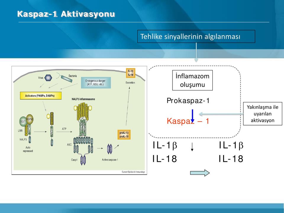 oluşumu Prokaspaz-1 Kaspaz 1 Yakınlaşma