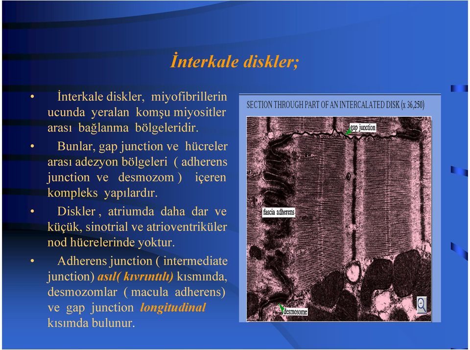 Diskler, atriumda daha dar ve küçük, sinotrial ve atrioventriküler nod hücrelerinde yoktur.