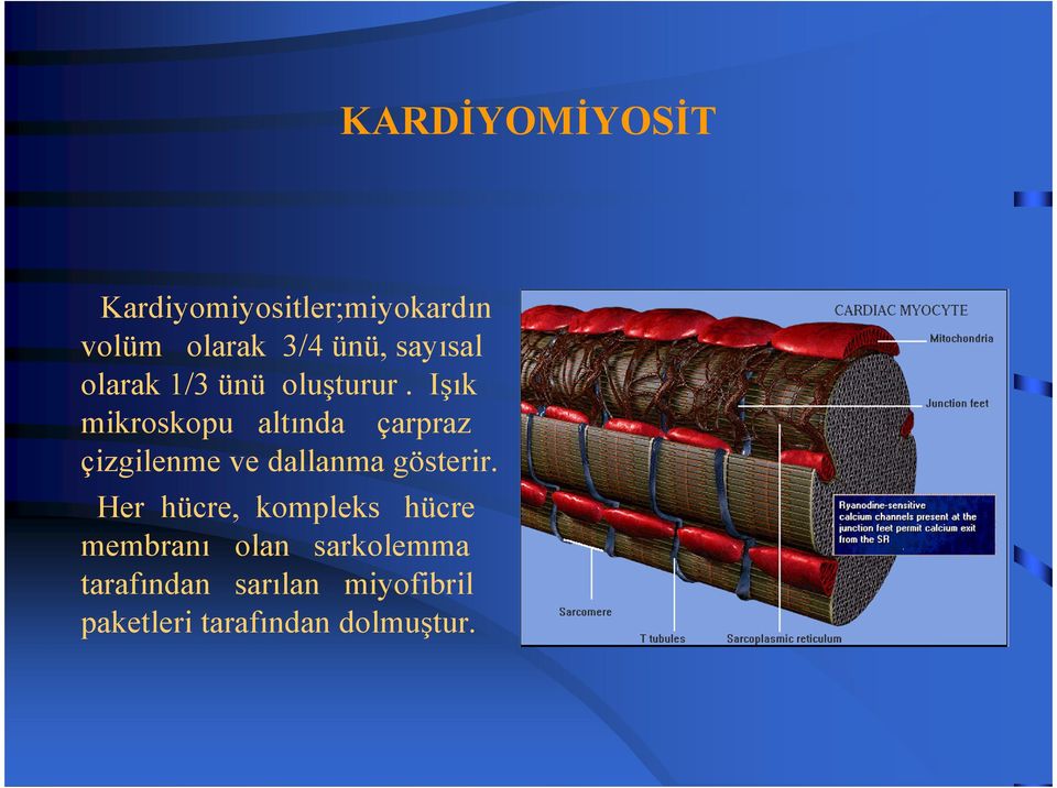 Işık mikroskopu altında çarpraz çizgilenme ve dallanma gösterir.