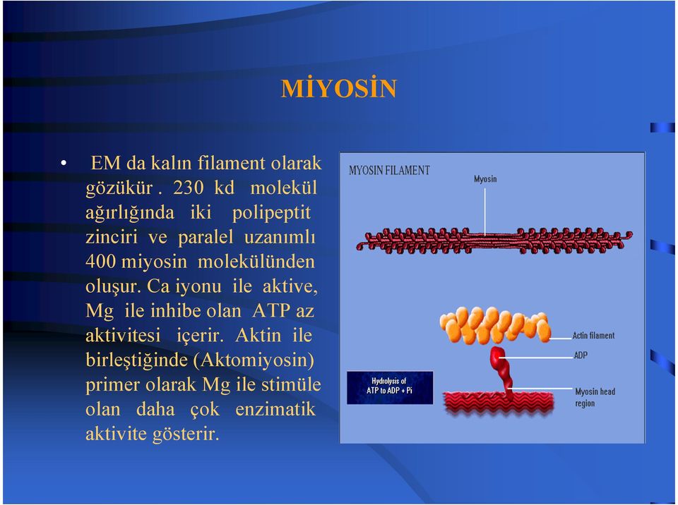 miyosin molekülünden oluşur.