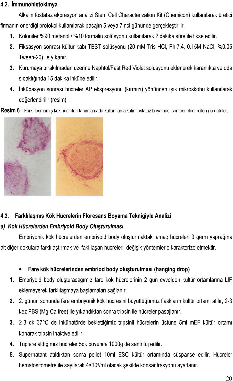 15M NaCl, %0.05 Tween-20) ile yıkanır. 3. Kurumaya bırakılmadan üzerine Naphtol/Fast Red Violet solüsyonu eklenerek karanlıkta ve oda sıcaklığında 15 dakika inkübe edilir. 4.