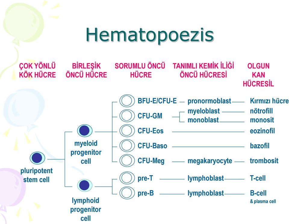 nötrofill monosit CFU-Eos eozinofil myeloid progenitor cell CFU-Baso CFU-Meg megakaryocyte bazofil