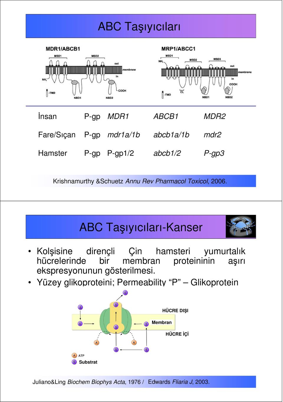 ABC Taşıyıcıları-Kanser Kolşisine dirençli Çin hamsteri yumurtalık hücrelerinde bir membran proteininin aşırı