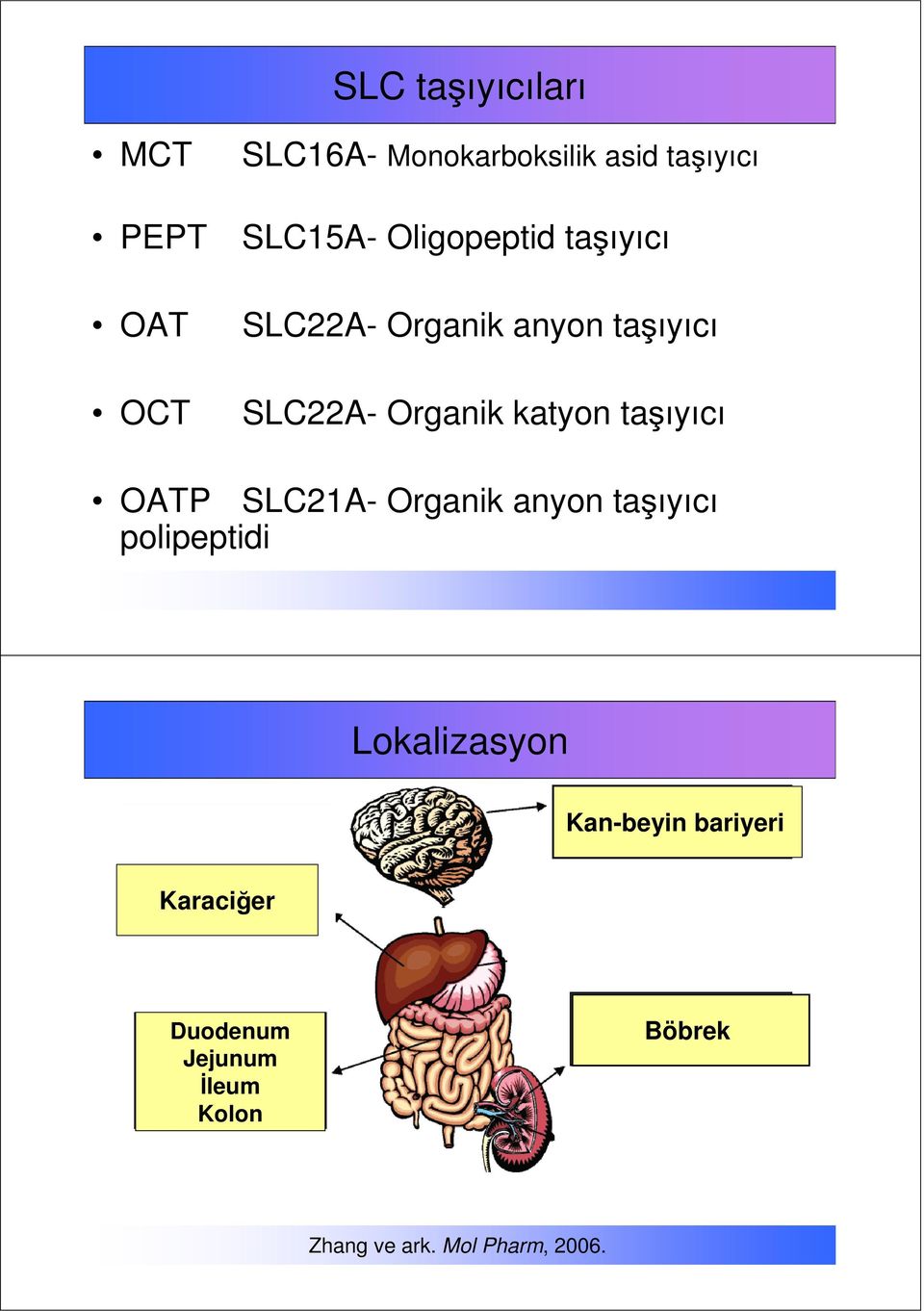 taşıyıcı OATP SLC21A- Organik anyon taşıyıcı polipeptidi Lokalizasyon Kan-beyin