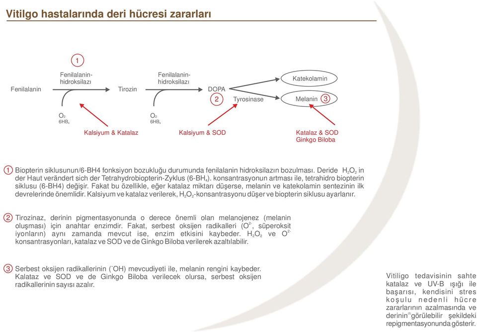 Deride H2O 2 in der Haut verändert sich der Tetrahydrobiopterin-Zyklus (6-BH 4). konsantrasyonun artması ile, tetrahidro biopterin siklusu (6-BH4) değişir.