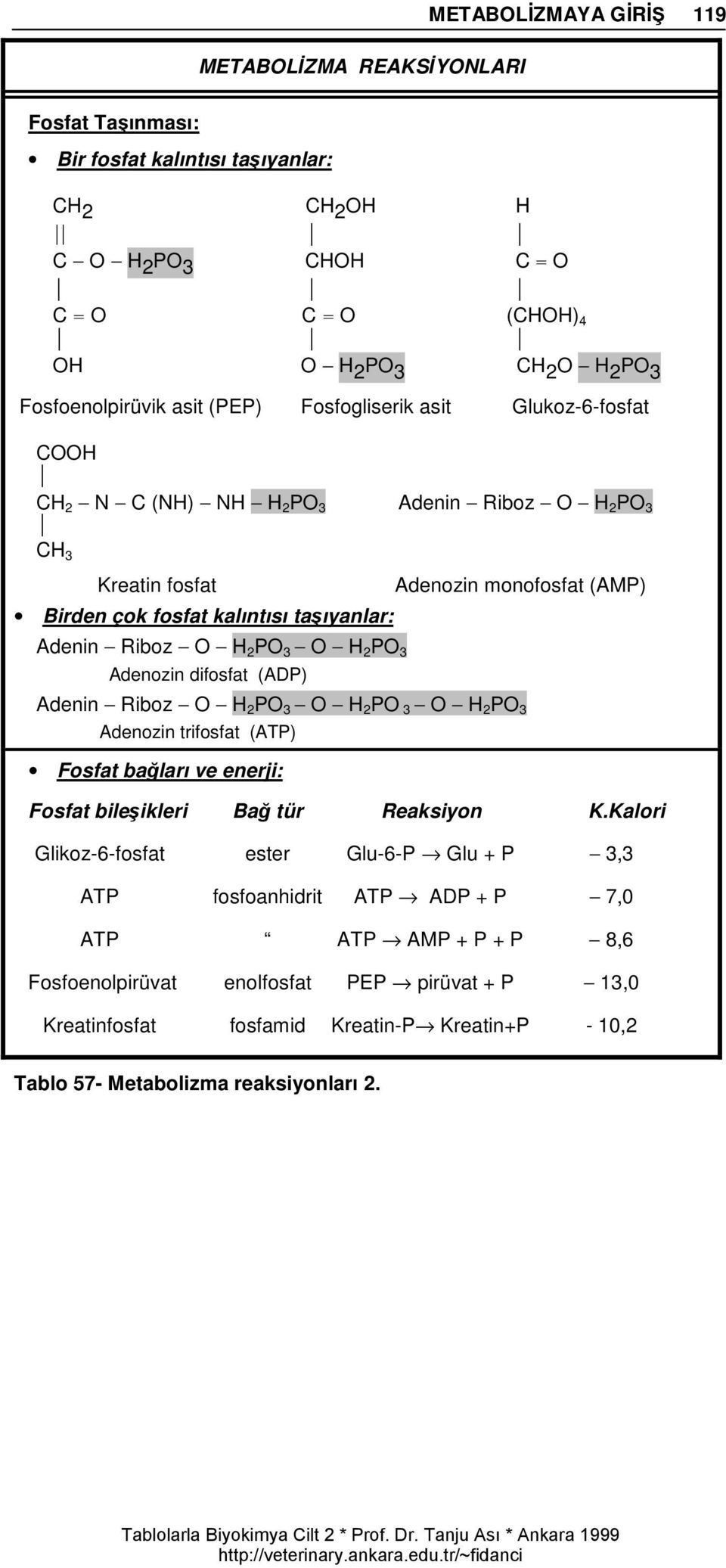 3 O H 2 PO 3 Adenozin difosfat (ADP) Adenozin monofosfat (AMP) Adenin Riboz O H 2 PO 3 O H 2 PO 3 O H 2 PO 3 Adenozin trifosfat (ATP) Fosfat bağları ve enerji: Fosfat bileşikleri Bağ tür Reaksiyon K.