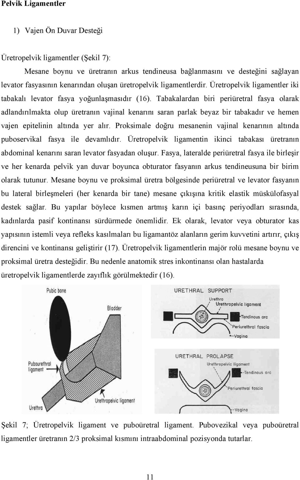 Tabakalardan biri periüretral fasya olarak adlandırılmakta olup üretranın vajinal kenarını saran parlak beyaz bir tabakadır ve hemen vajen epitelinin altında yer alır.