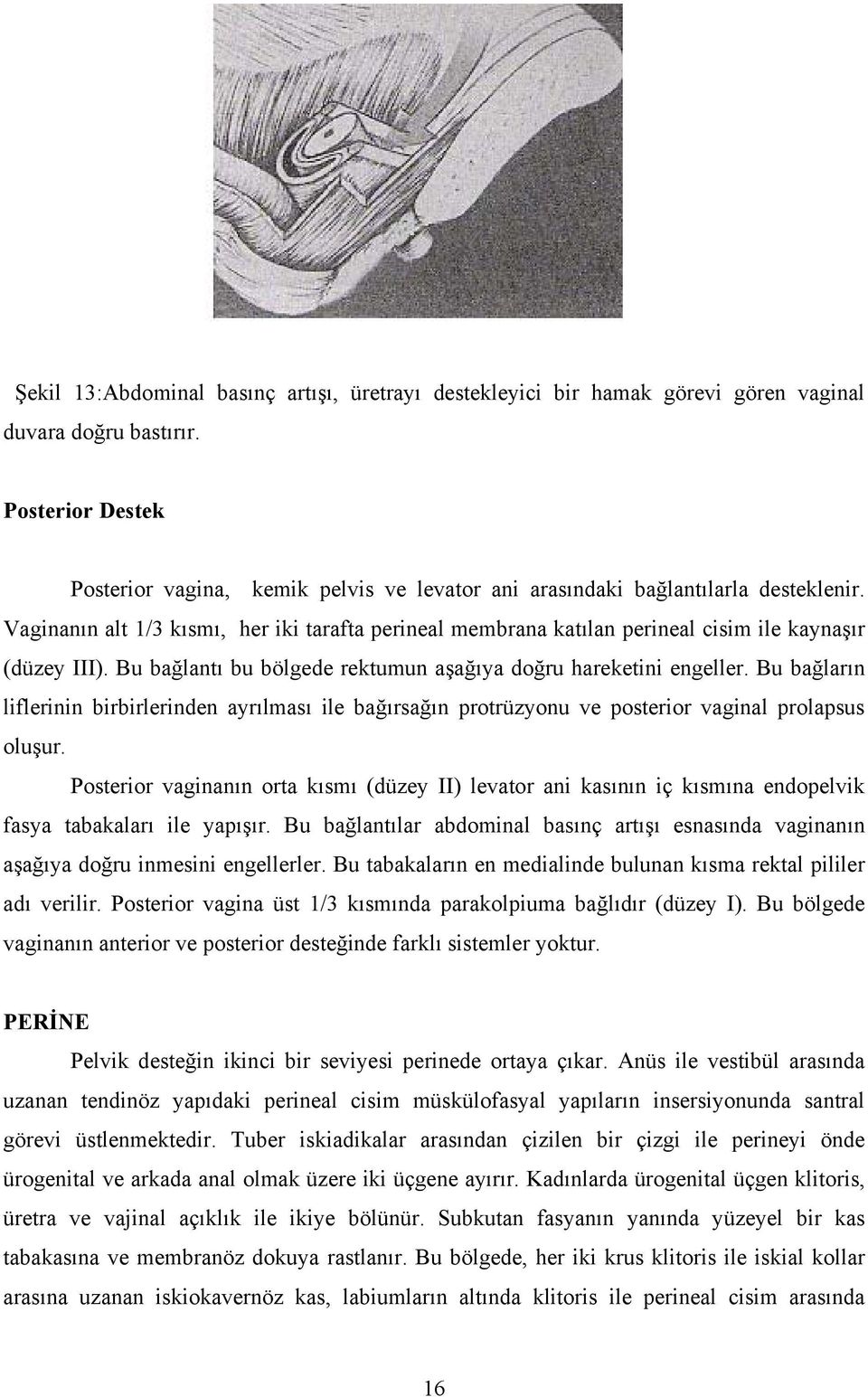 Vaginanın alt 1/3 kısmı, her iki tarafta perineal membrana katılan perineal cisim ile kaynaşır (düzey III). Bu bağlantı bu bölgede rektumun aşağıya doğru hareketini engeller.