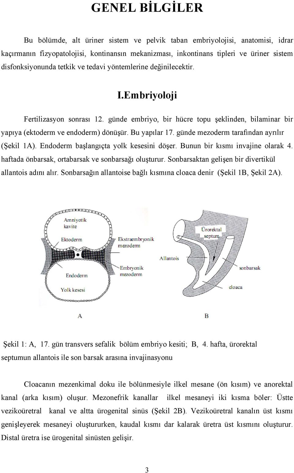 günde mezoderm tarafından ayrılır (Şekil 1A). Endoderm başlangıçta yolk kesesini döşer. Bunun bir kısmı invajine olarak 4. haftada önbarsak, ortabarsak ve sonbarsağı oluşturur.