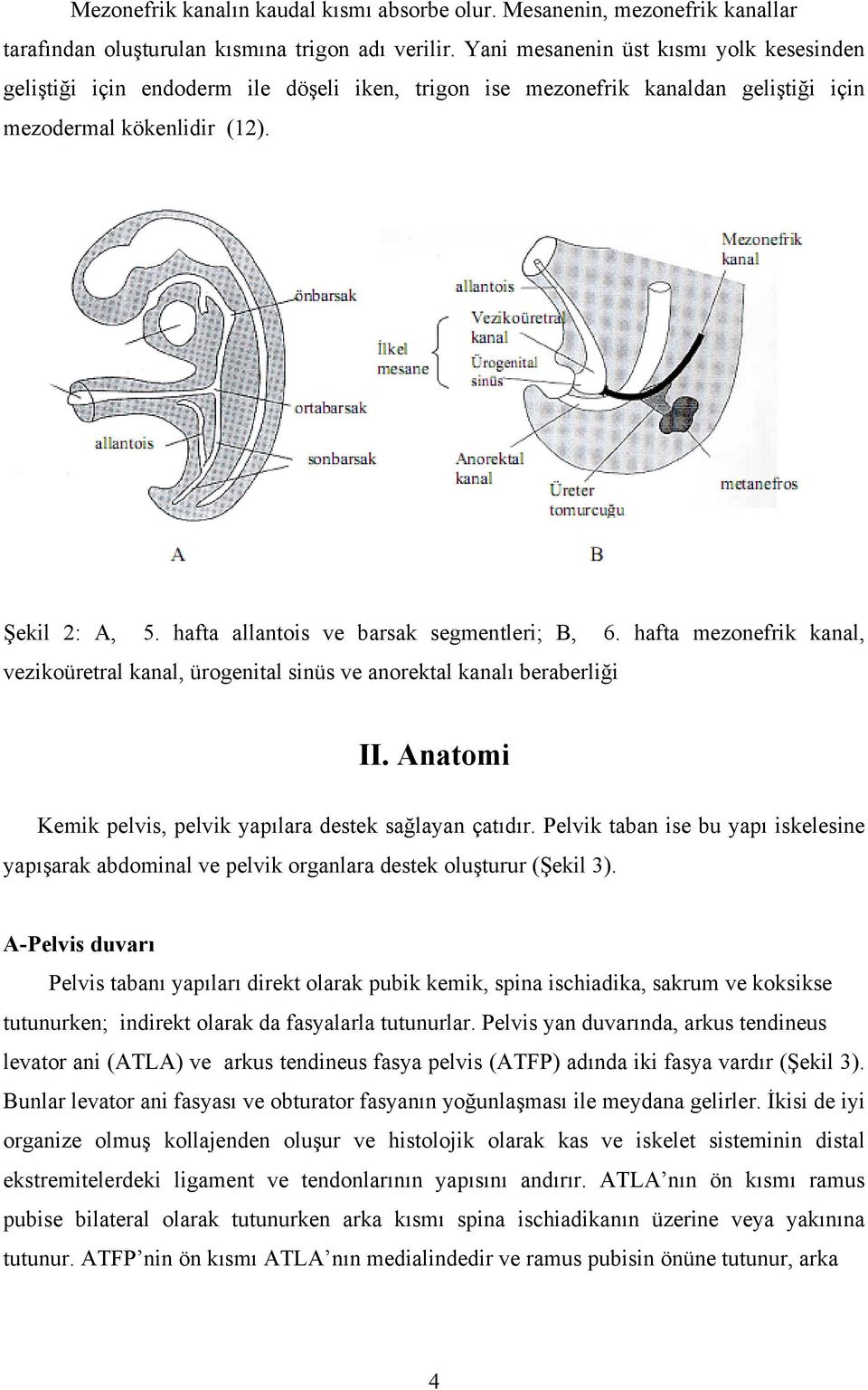hafta allantois ve barsak segmentleri; B, 6. hafta mezonefrik kanal, vezikoüretral kanal, ürogenital sinüs ve anorektal kanalı beraberliği II.