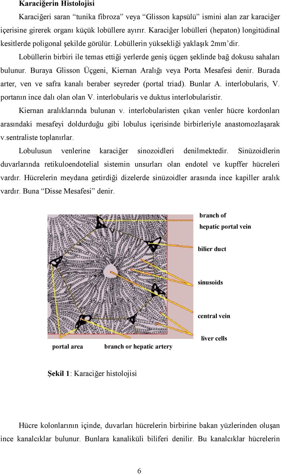 Burada arter, ven ve safra kanal% beraber seyreder (portal triad). Bunlar A. interlobularis, V. portan%n ince dal% olan olan V. interlobularis ve duktus interlobularistir.