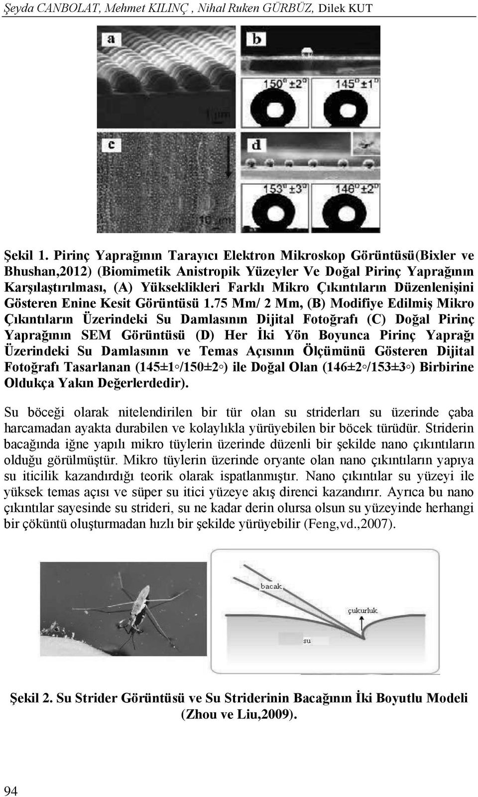 Çıkıntıların Düzenlenişini Gösteren Enine Kesit Görüntüsü 1.