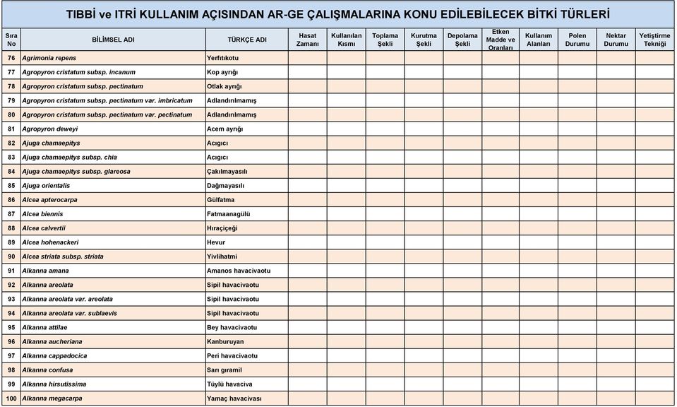 chia Acıgıcı 84 Ajuga chamaepitys subsp.