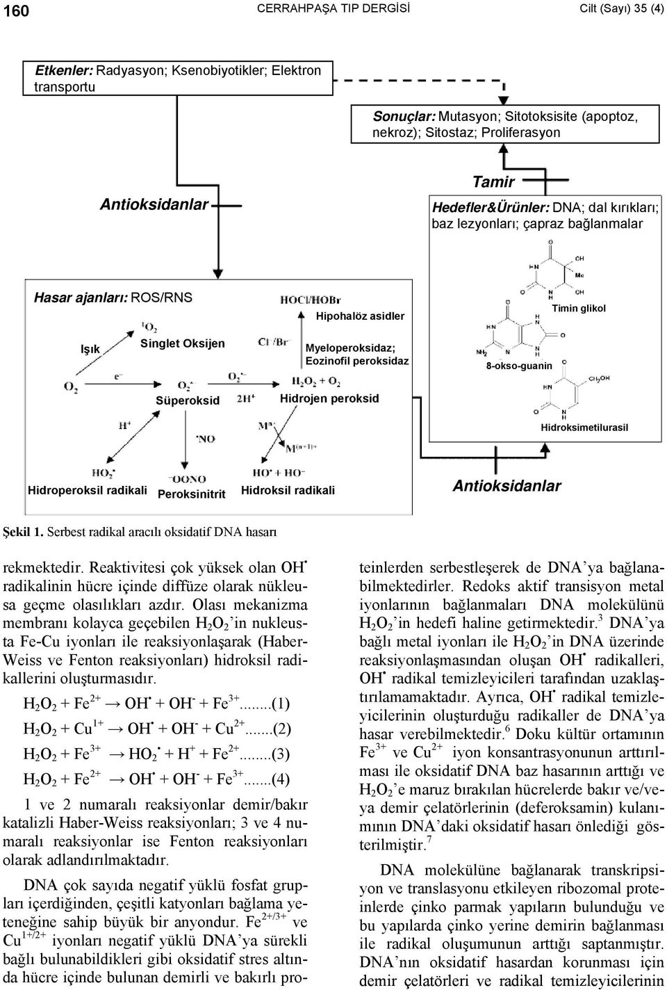 8-okso-guanin Süperoksid Hidrojen peroksid Hidroksimetilurasil Hidroperoksil radikali Peroksinitrit Hidroksil radikali Antioksidanlar Şekil 1. Serbest radikal aracılı oksidatif DNA hasarı rekmektedir.
