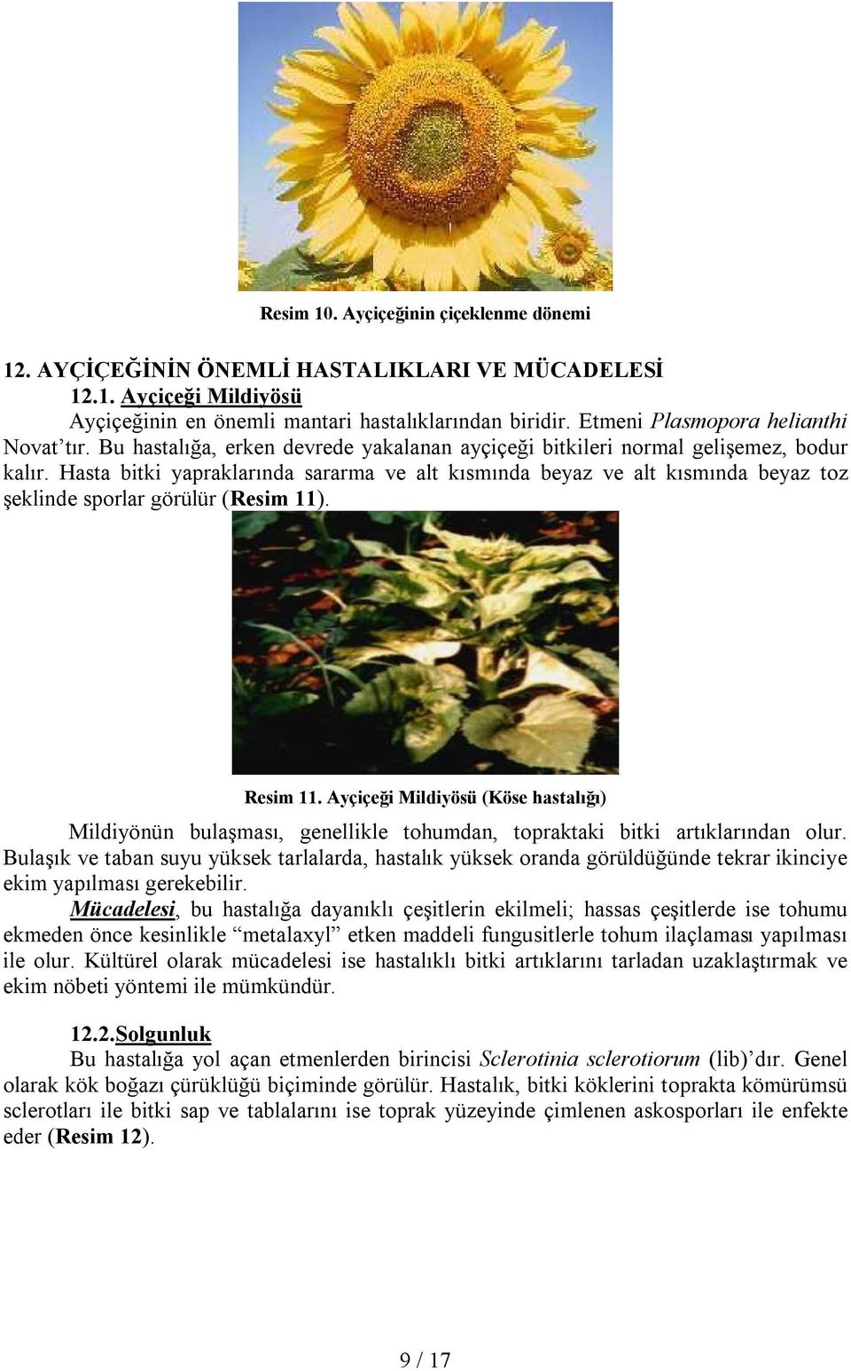 Hasta bitki yapraklarında sararma ve alt kısmında beyaz ve alt kısmında beyaz toz şeklinde sporlar görülür (Resim 11). Resim 11.