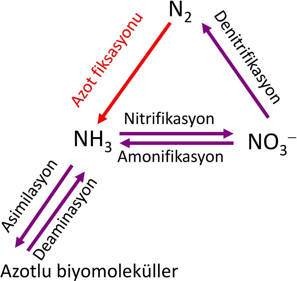 Amonifikasyon