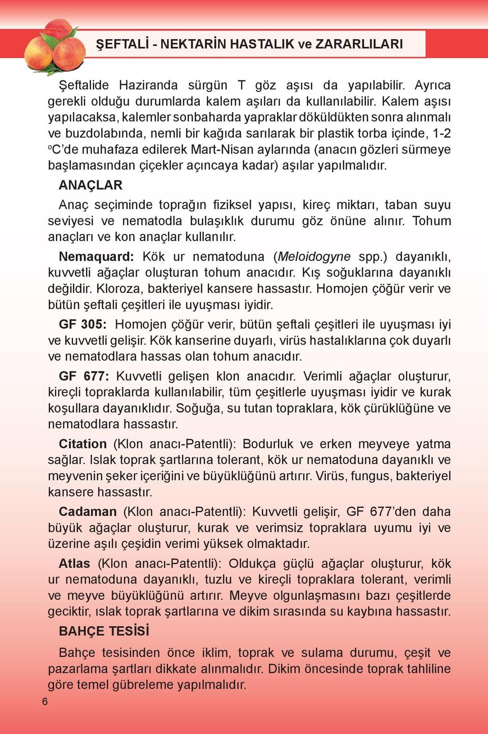 aylarında (anacın gözleri sürmeye başlamasından çiçekler açıncaya kadar) aşılar yapılmalıdır.