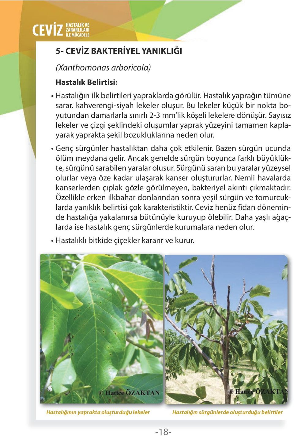 Sayısız lekeler ve çizgi şeklindeki oluşumlar yaprak yüzeyini tamamen kaplayarak yaprakta şekil bozukluklarına neden olur. Genç sürgünler hastalıktan daha çok etkilenir.