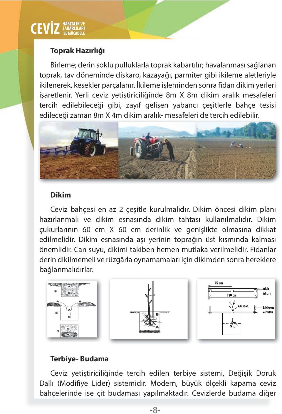 Yerli ceviz yetiştiriciliğinde 8m X 8m dikim aralık mesafeleri tercih edilebileceği gibi, zayıf gelişen yabancı çeşitlerle bahçe tesisi edileceği zaman 8m X 4m dikim aralık- mesafeleri de tercih