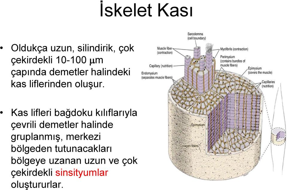 Kas lifleri bağdoku kılıflarıyla çevrili demetler halinde gruplanmış,