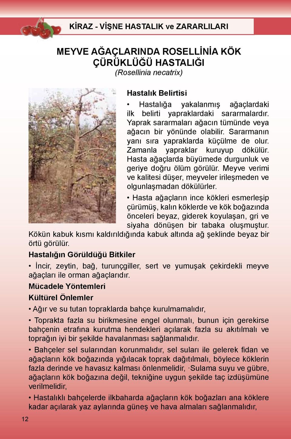 Hasta ağaçlarda büyümede durgunluk ve geriye doğru ölüm görülür. Meyve verimi ve kalitesi düşer, meyveler irileşmeden ve olgunlaşmadan dökülürler.