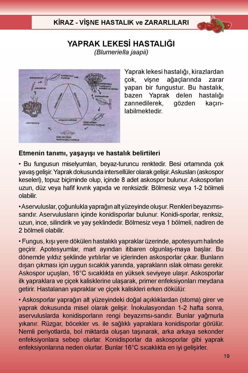 Besi ortamında çok yavaş gelişir. Yaprak dokusunda intersellüler olarak gelişir. Askusları (askospor keseleri), topuz biçiminde olup, içinde 8 adet askospor bulunur.