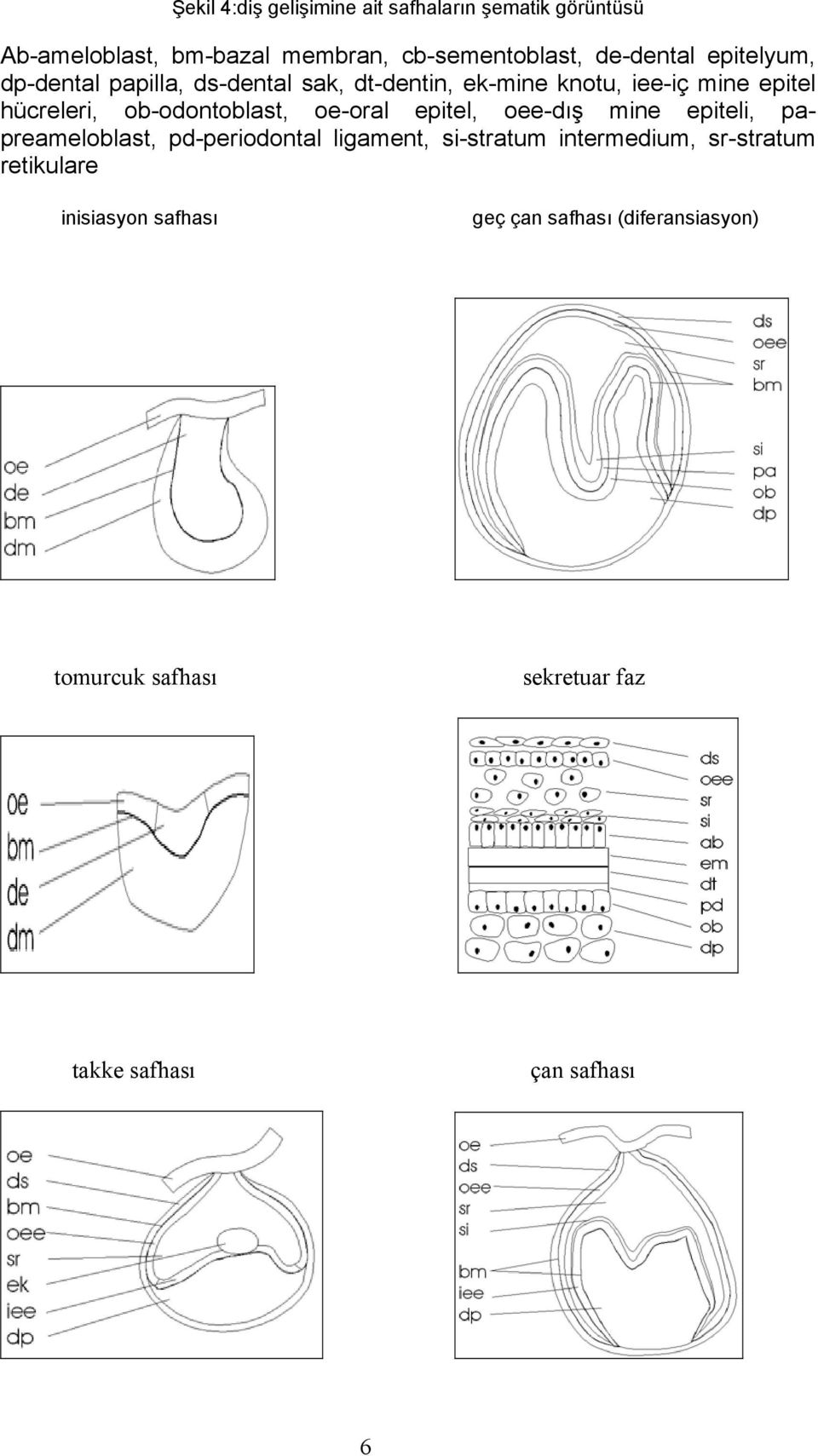 oe-oral epitel, oee-dış mine epiteli, papreameloblast, pd-periodontal ligament, si-stratum intermedium, sr-stratum