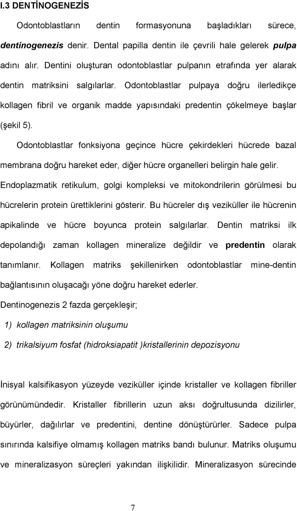 Odontoblastlar pulpaya doğru ilerledikçe kollagen fibril ve organik madde yapısındaki predentin çökelmeye başlar (şekil 5).