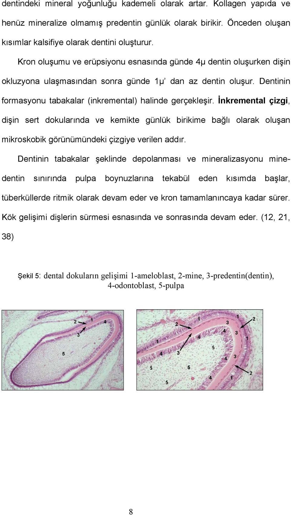 İnkremental çizgi, dişin sert dokularında ve kemikte günlük birikime bağlı olarak oluşan mikroskobik görünümündeki çizgiye verilen addır.