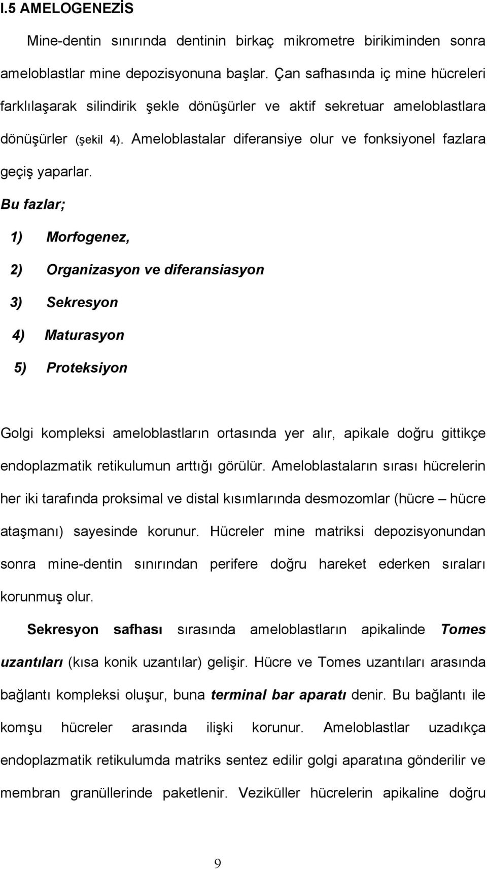 Ameloblastalar diferansiye olur ve fonksiyonel fazlara geçiş yaparlar.