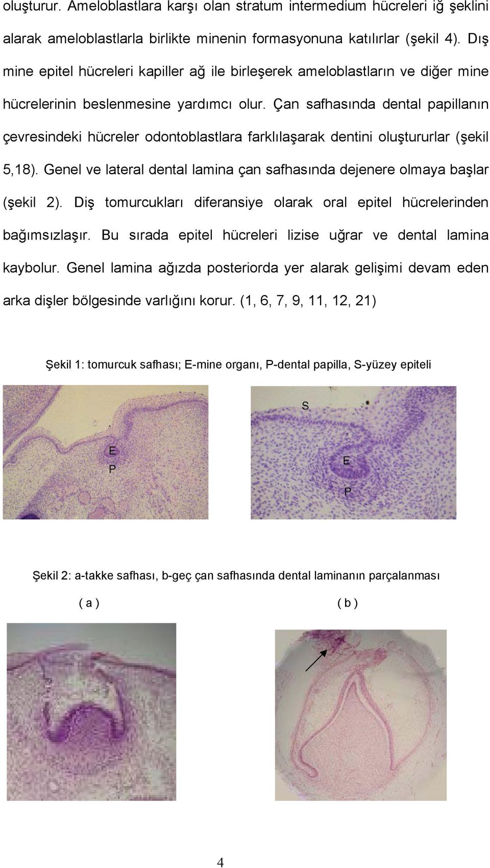 Çan safhasında dental papillanın çevresindeki hücreler odontoblastlara farklılaşarak dentini oluştururlar (şekil 5,18). Genel ve lateral dental lamina çan safhasında dejenere olmaya başlar (şekil 2).