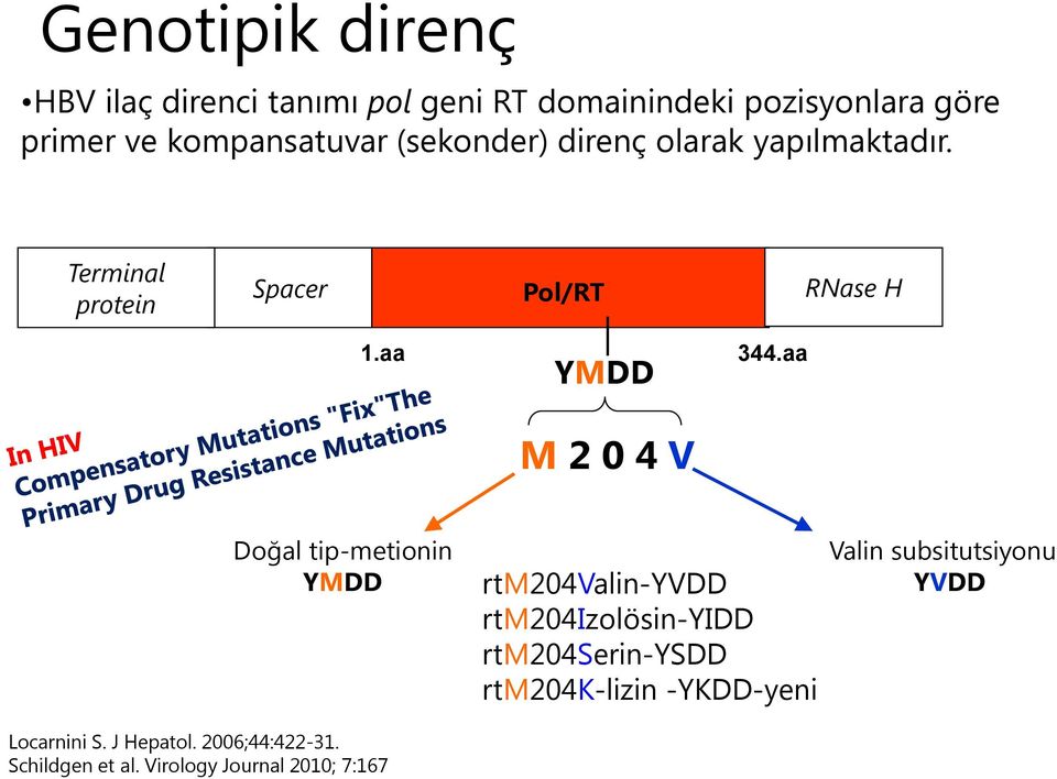 aa YMDD M 2 0 4 V 344.aa Doğal tip-metionin YMDD Locarnini S. J Hepatol. 2006;44:422-31. Schildgen et al.
