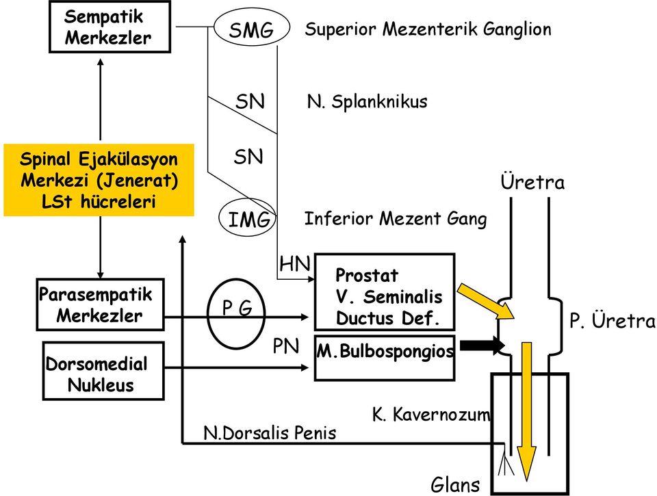 Inferior Mezent Gang Üretra Parasempatik Merkezler Dorsomedial Nukleus P G