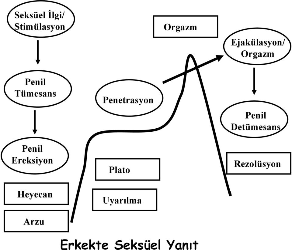 Ereksiyon Heyecan Arzu Penetrasyon Plato