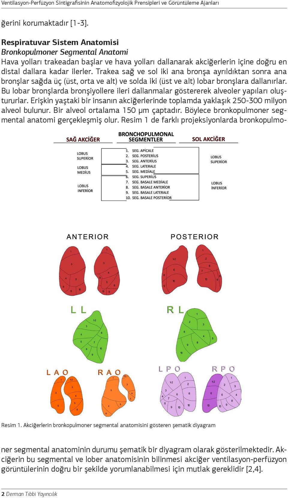 Akciğerlerin bronkopulmoner segmental anatomisini gösteren şematik diyagram Respiratuvar Sistem Anatomisi Bronkopulmoner Segmental Anatomi Hava yolları trakeadan başlar ve hava yolları dallanarak