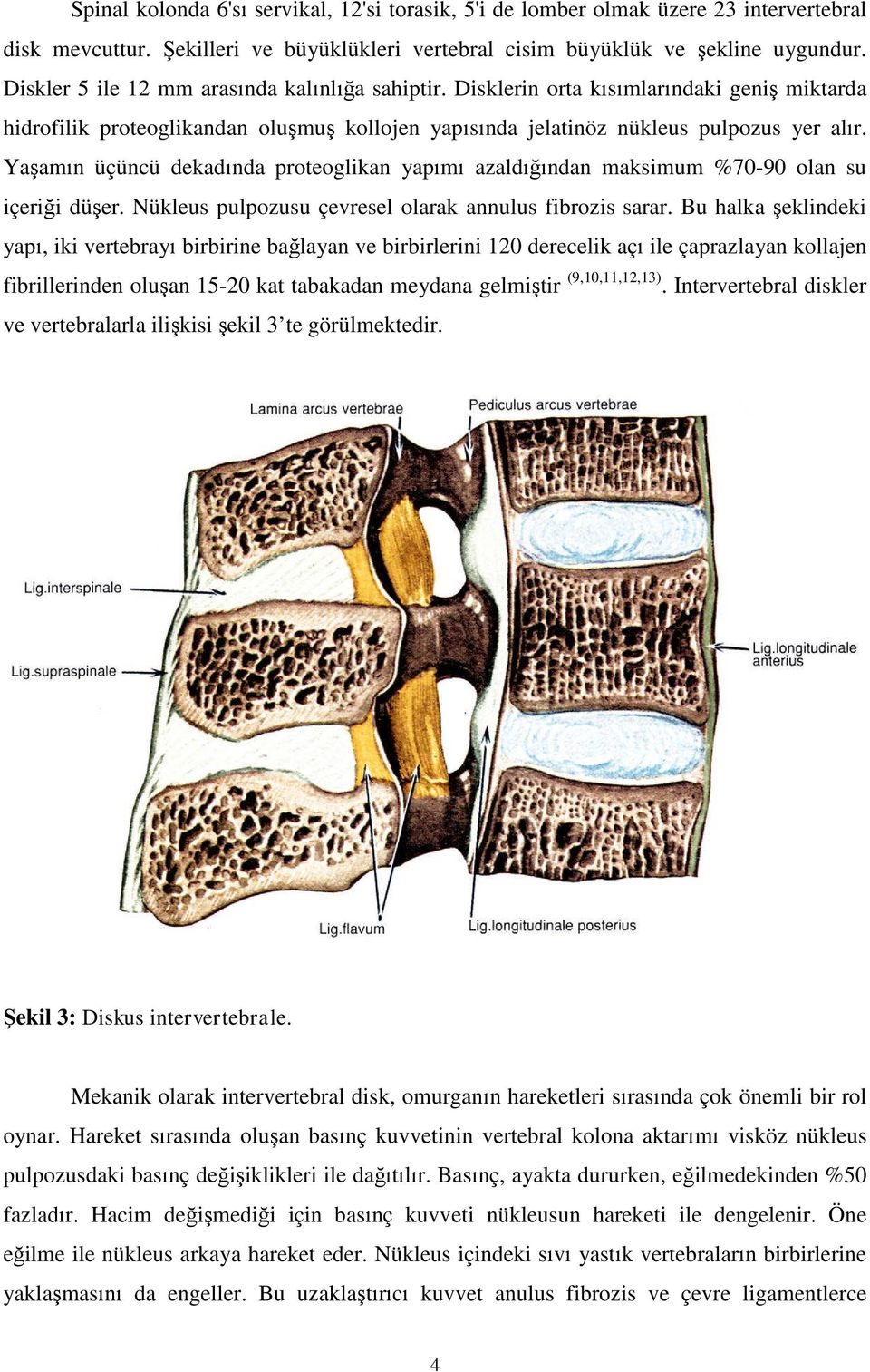 Yaşamın üçüncü dekadında proteoglikan yapımı azaldığından maksimum %70-90 olan su içeriği düşer. Nükleus pulpozusu çevresel olarak annulus fibrozis sarar.