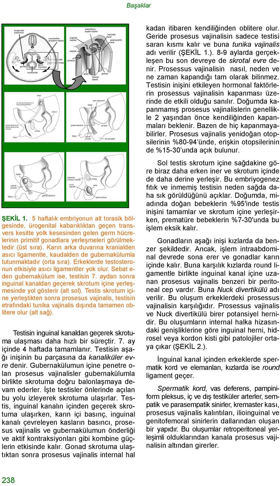 Karın arka duvarına kranialden asıcı ligamentle, kaudalden de gubernakülumla tutunmaktadır (orta sıra). Erkeklerde testosteronun etkisiyle asıcı ligamentler yok olur.