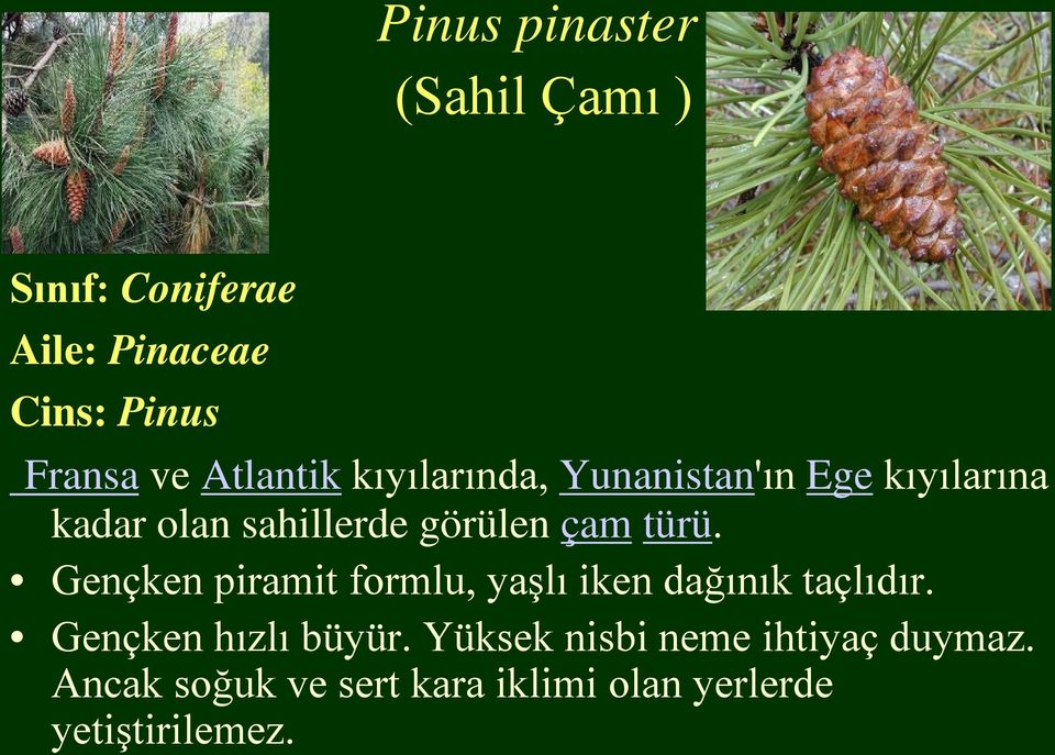 türü. Gençken piramit formlu, yaşlı iken dağınık taçlıdır. Gençken hızlı büyür.