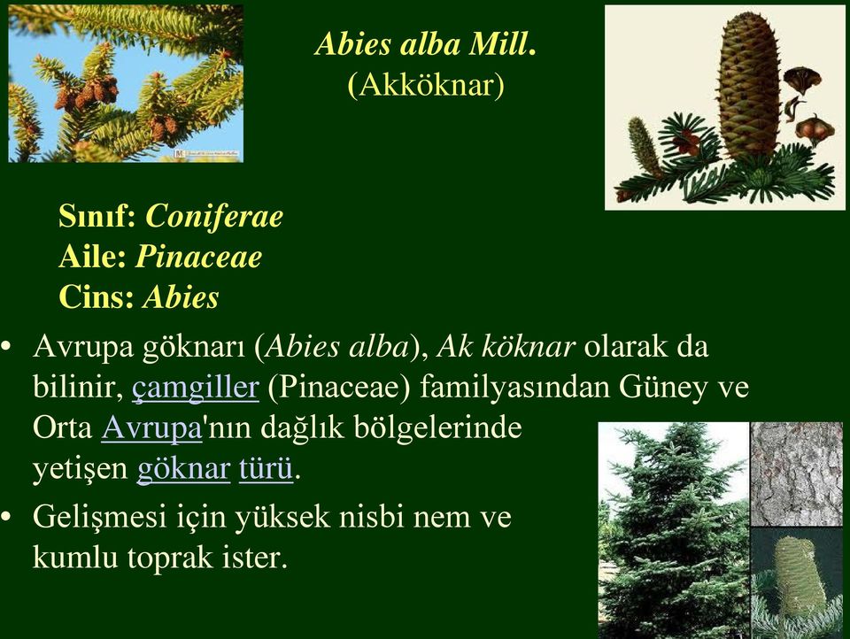 (Abies alba), Ak köknar olarak da bilinir, çamgiller (Pinaceae)