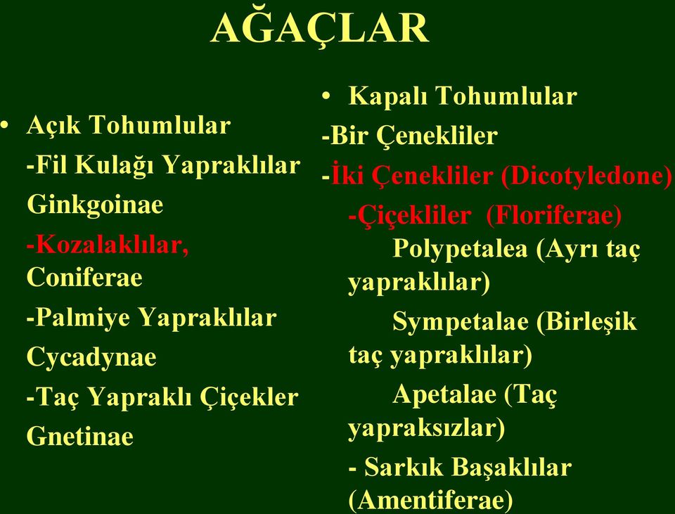 Çenekliler (Dicotyledone) -Çiçekliler (Floriferae) Polypetalea (Ayrı taç yapraklılar)