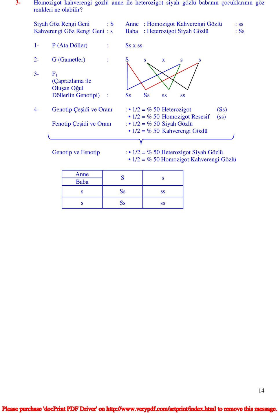 (Gametler) : S s x s s 3- F 1 (Çaprazlama ile Oluşan Oğul Döllerlin Genotipi) : Ss Ss ss ss 4- Genotip Çeşidi ve Oranı : 1/2 = % 50 Heterozigot (Ss) 1/2 = % 50